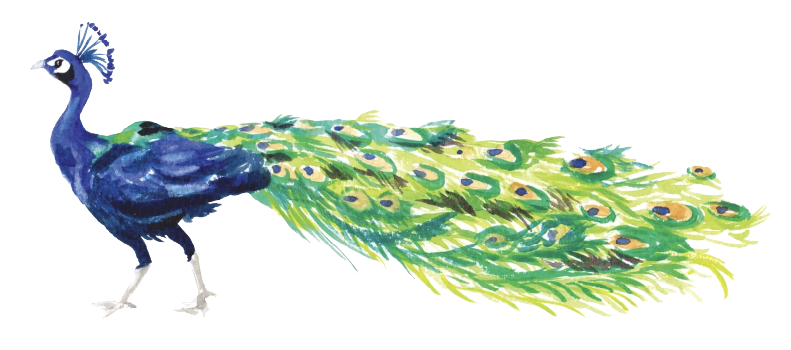 pavorreal